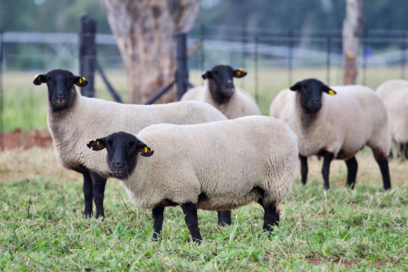 Suffolk Sheep Breeders Hatari Farming
