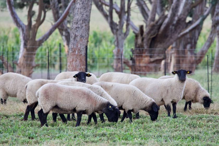Suffolk Sheep Breeders Hatari Farming Suffolk Sheep Breeders Hatari Farming