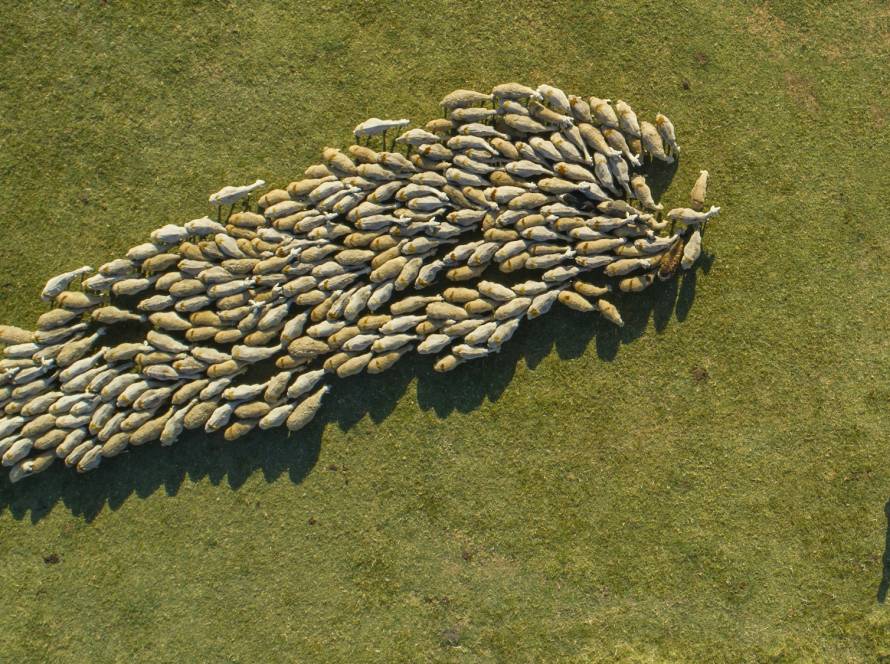 Herd Of Sheep Moving In A Circle