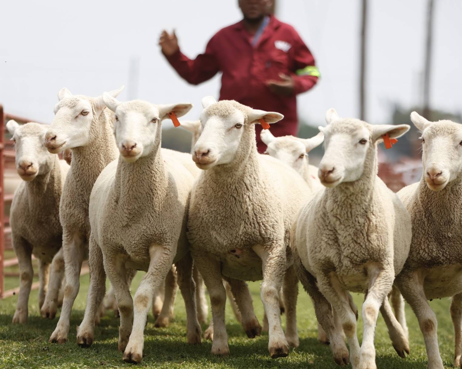 Hatari Farming Agribusiness