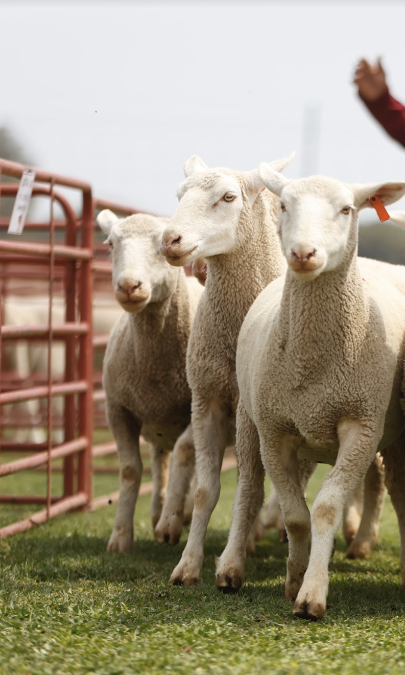Hatari Farming Agribusiness
