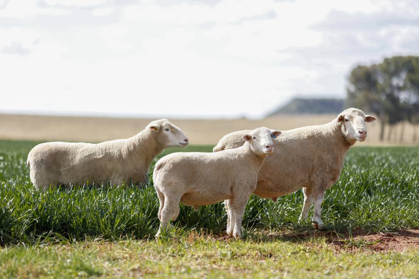 Dormer Breeders Hatari Farming