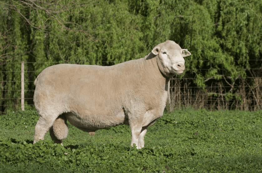 Dormer Breeders Hatari Farming
